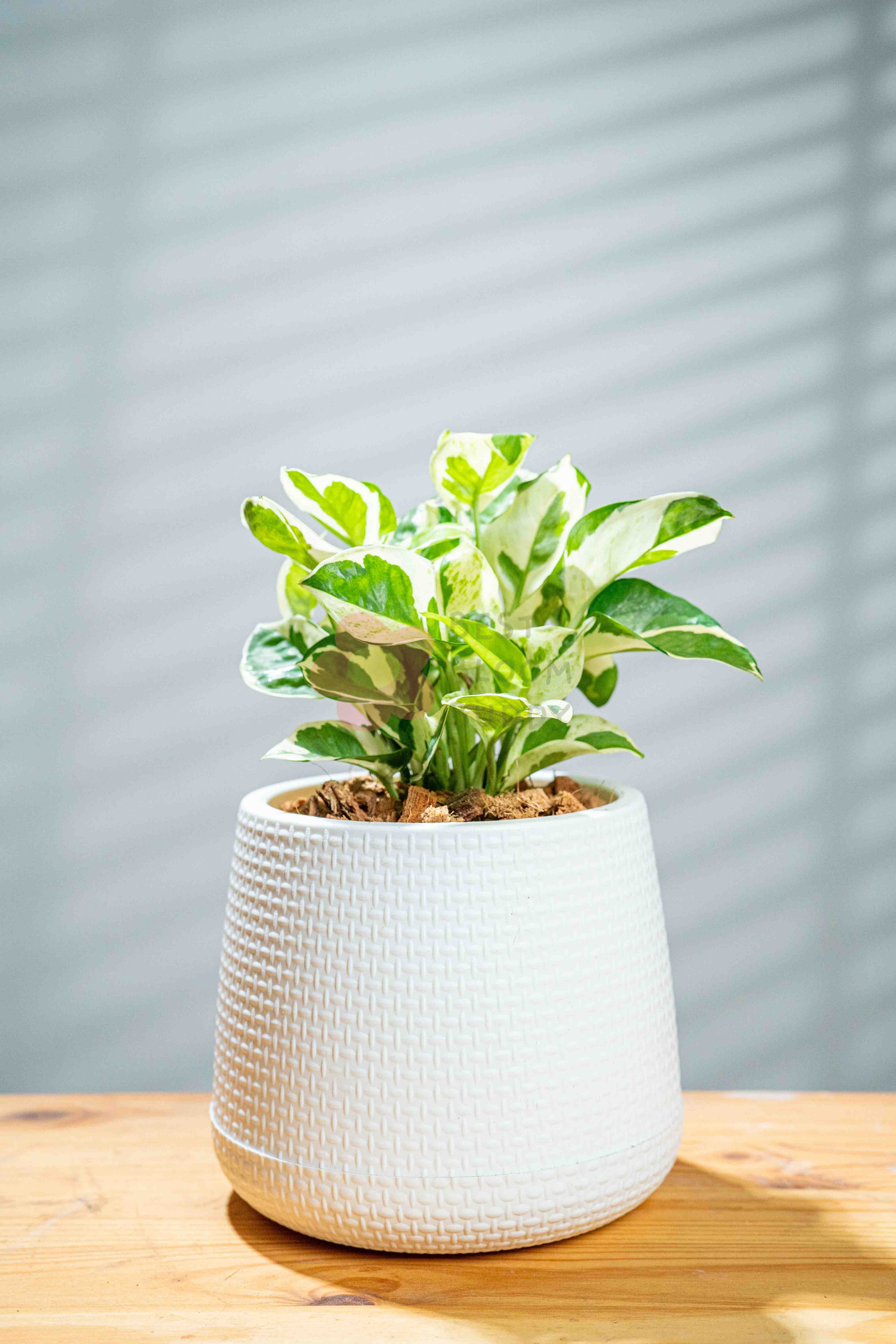 Epipremnum aureum - BestBloomBuddy