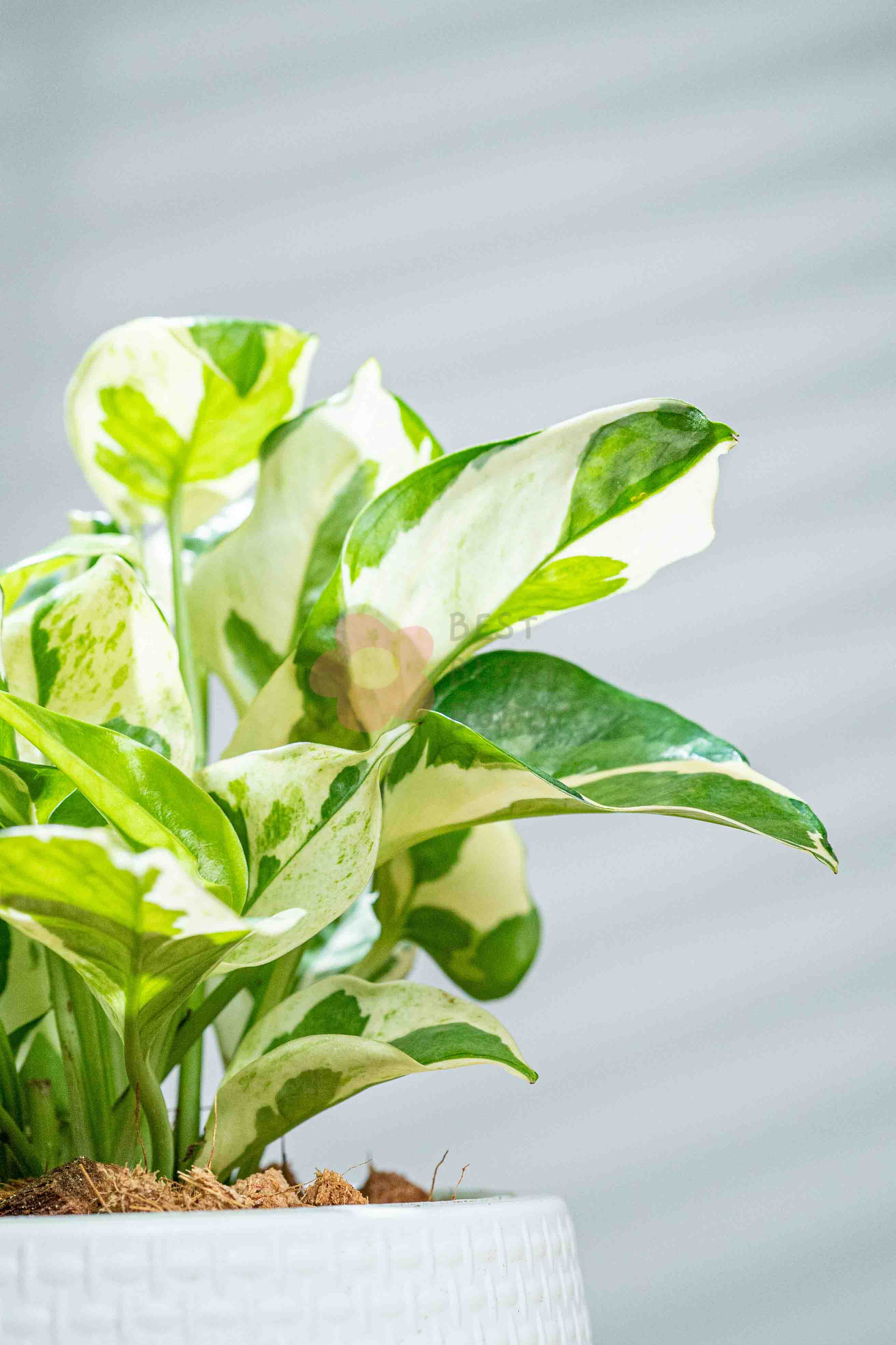 Epipremnum aureum - BestBloomBuddy