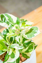 Epipremnum aureum - BestBloomBuddy