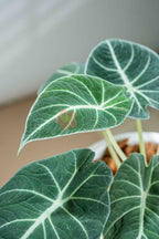 Alocasia reginula ‘Black Velvet’ - BestBloomBuddy