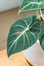 Alocasia reginula ‘Black Velvet’ - BestBloomBuddy