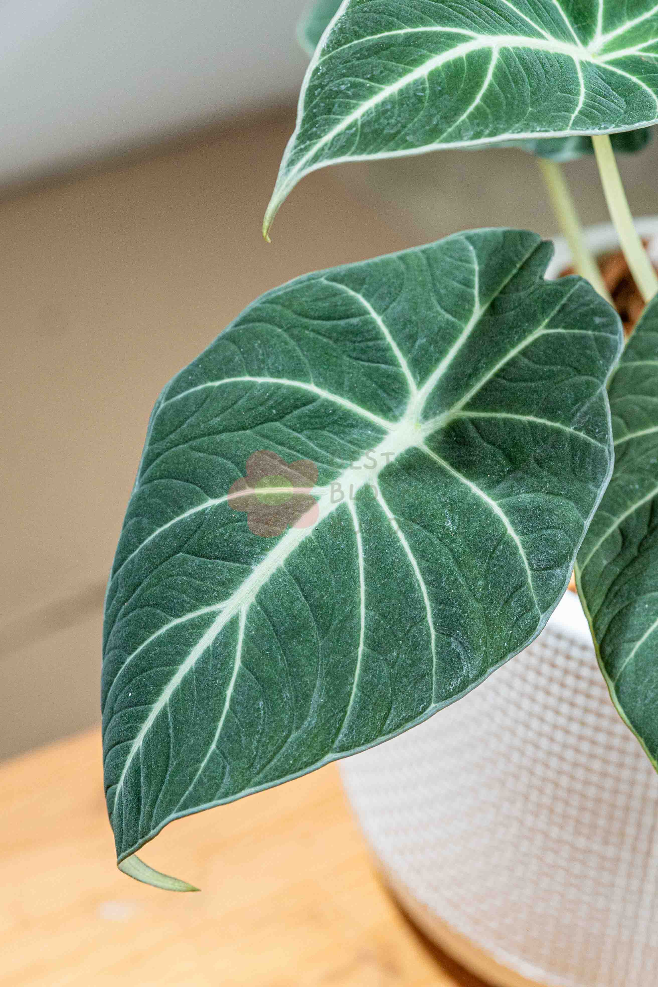 Alocasia reginula ‘Black Velvet’ - BestBloomBuddy