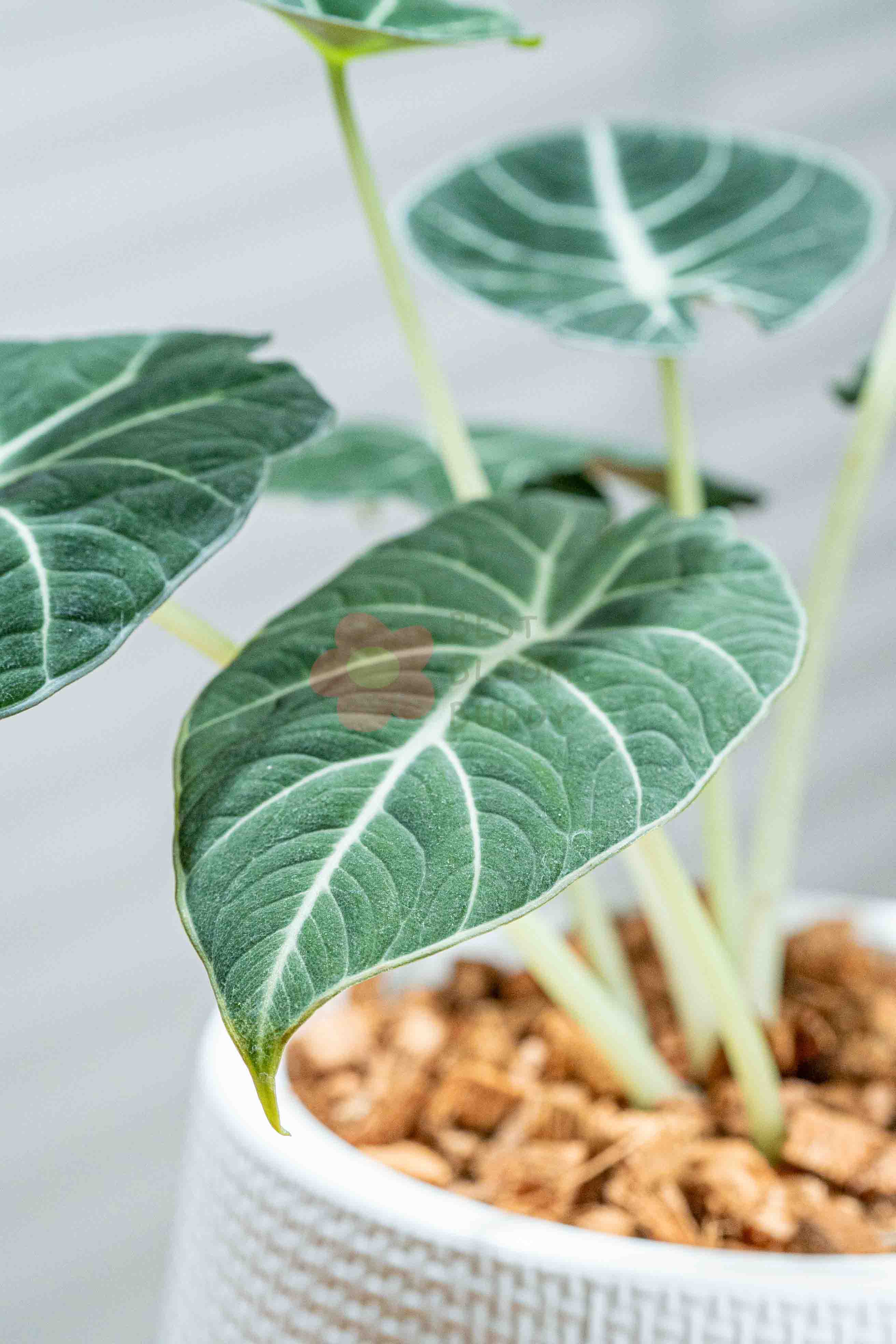 Alocasia reginula ‘Black Velvet’ - BestBloomBuddy