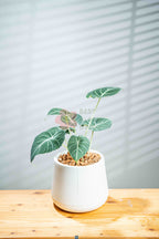 Alocasia reginula ‘Black Velvet’ - BestBloomBuddy