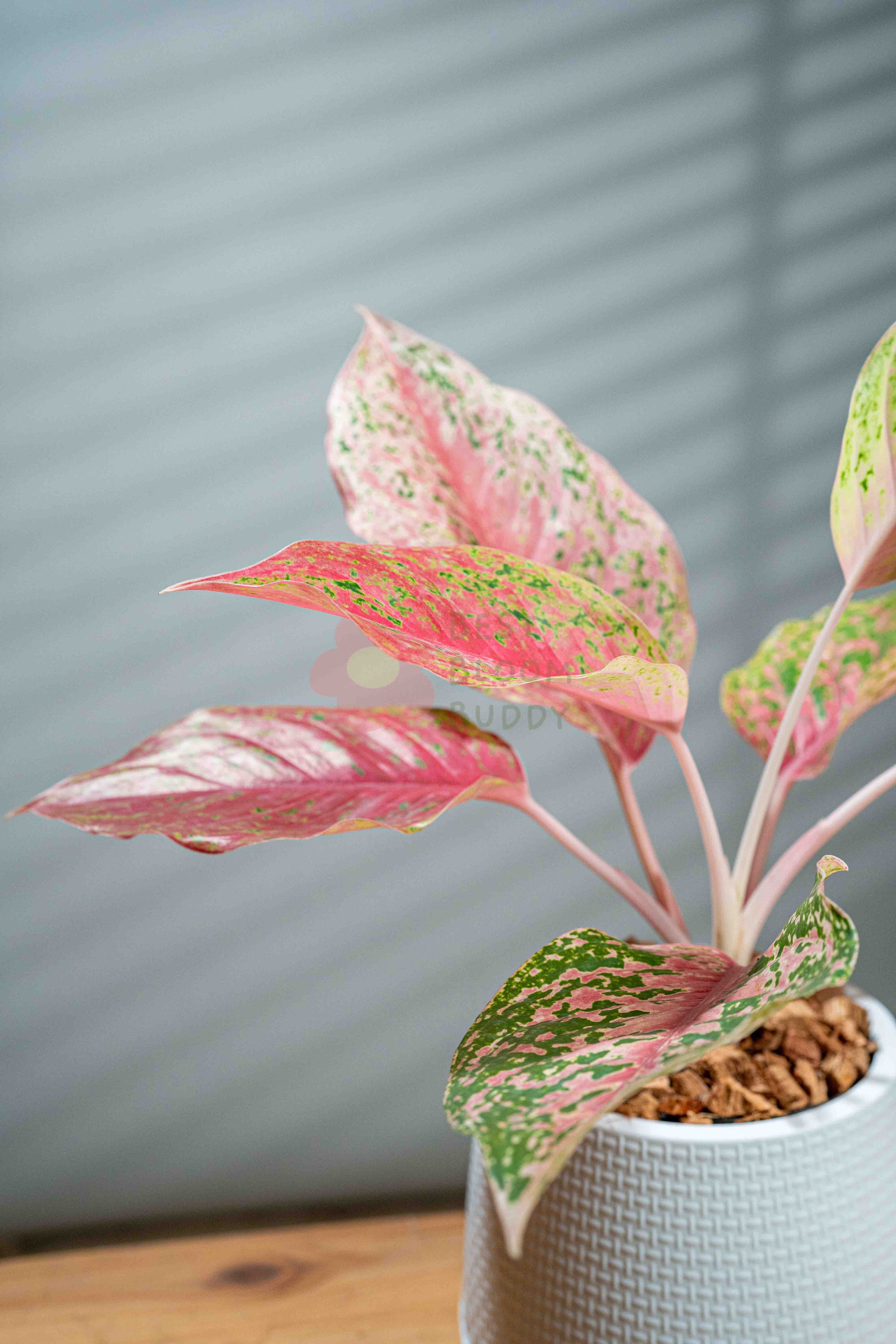 Aglaonema sp. 'Laksap' - BestBloomBuddy