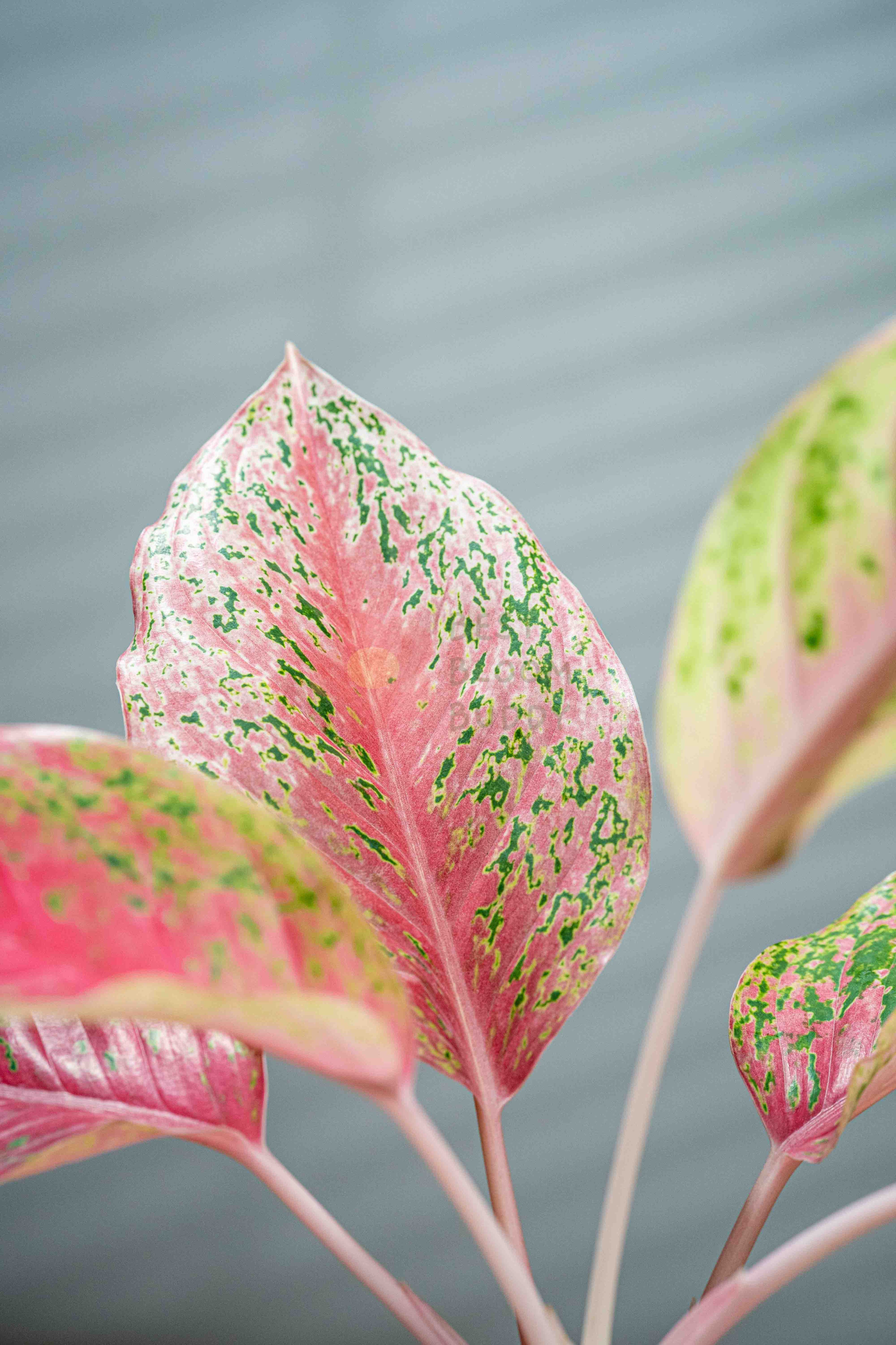 Aglaonema sp. 'Laksap' - BestBloomBuddy