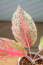 Aglaonema sp. 'Laksap' - BestBloomBuddy