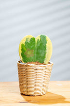 Hoya Kerri - BestBloomBuddy