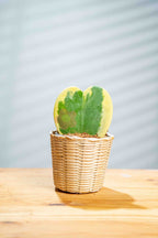 Hoya Kerri - BestBloomBuddy