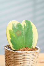 Hoya Kerri - BestBloomBuddy