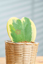 Hoya Kerri - BestBloomBuddy