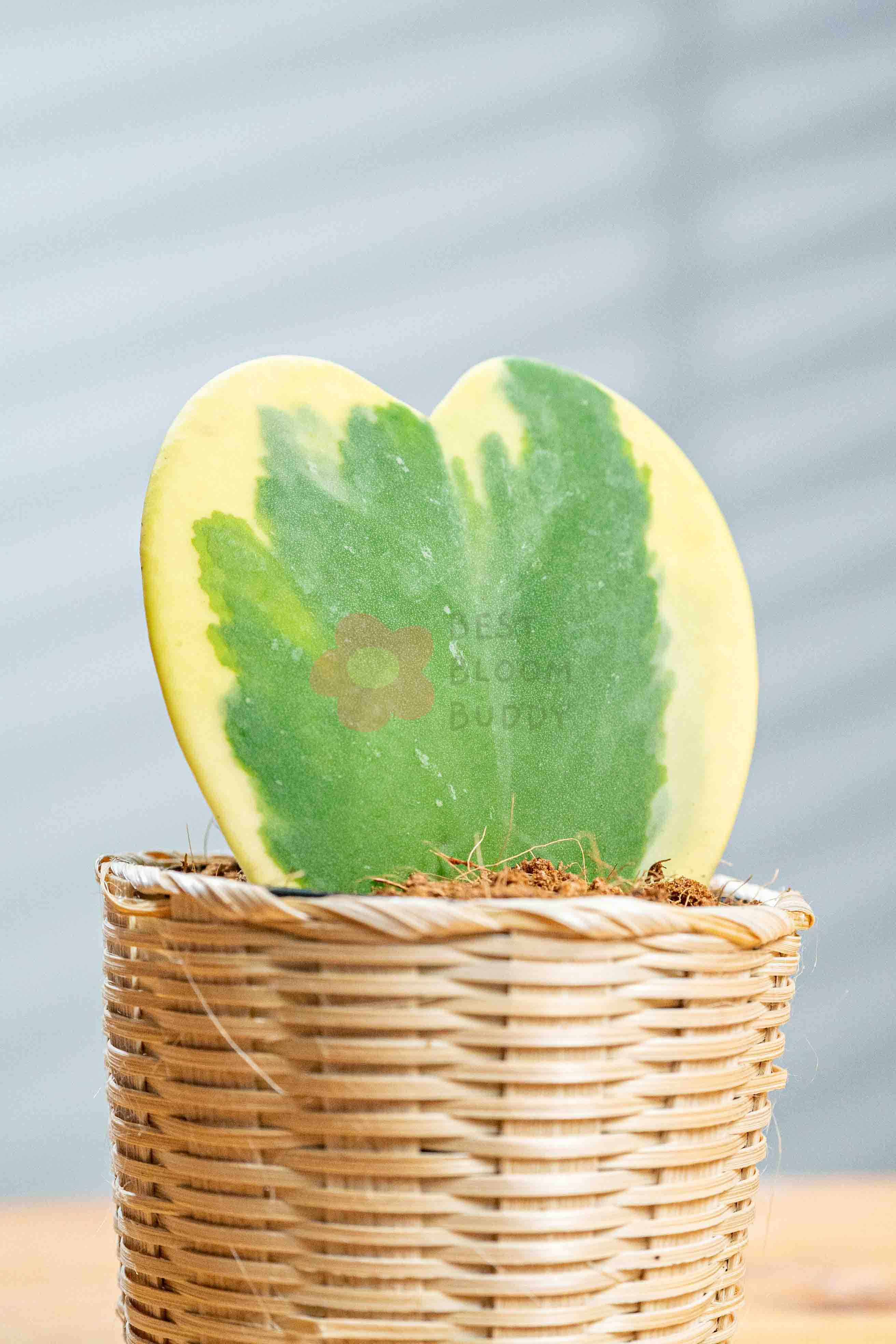 Hoya Kerri - BestBloomBuddy