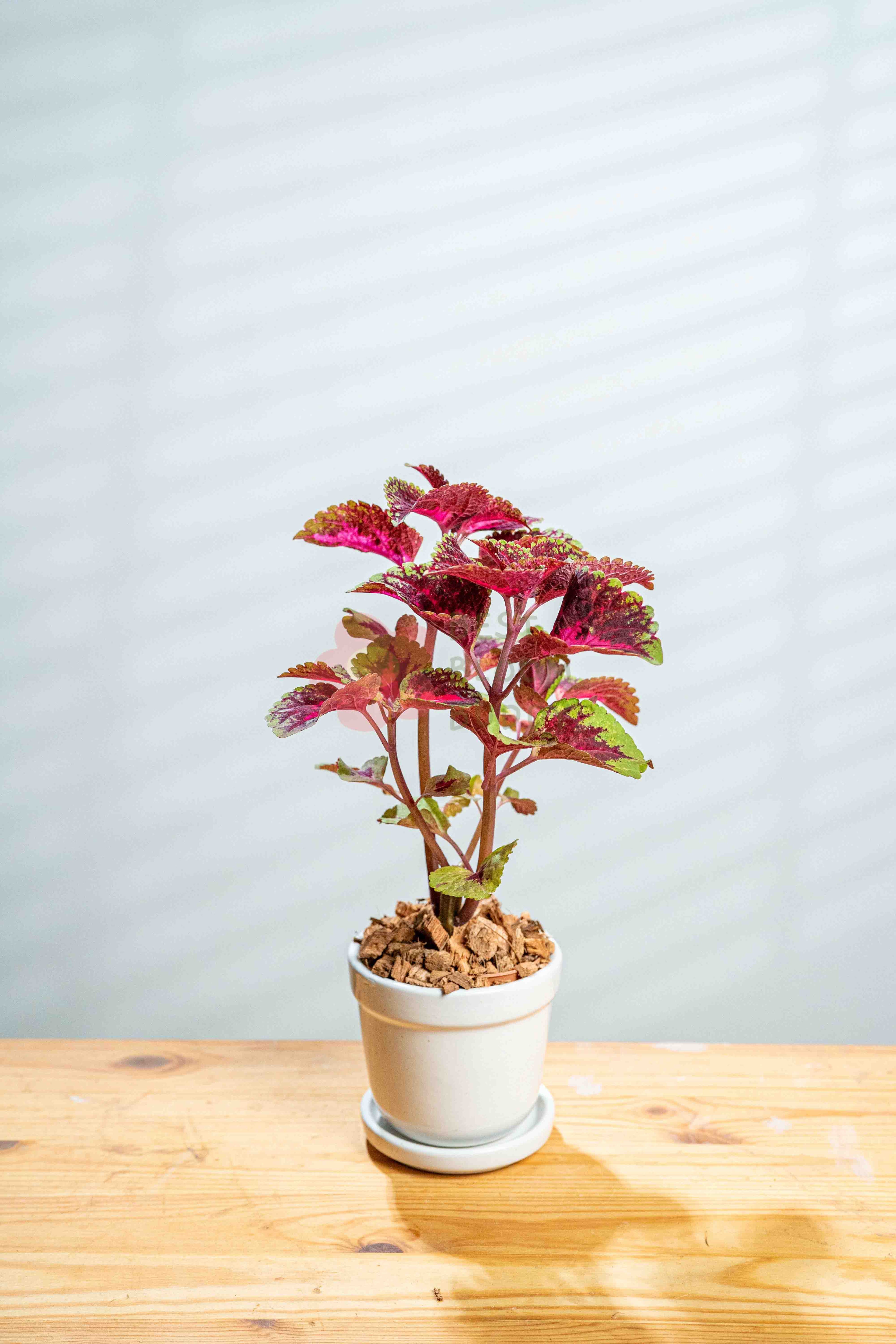 Coleus - BestBloomBuddy