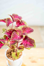 Coleus - BestBloomBuddy