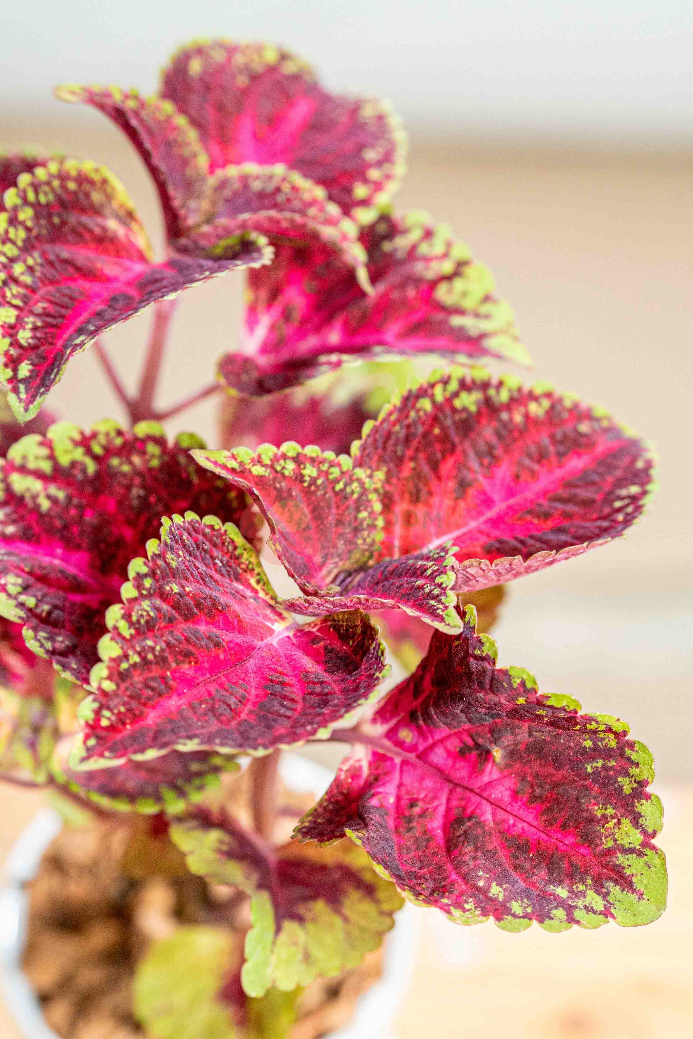 Coleus - BestBloomBuddy