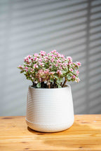 Elephant Bush - BestBloomBuddy