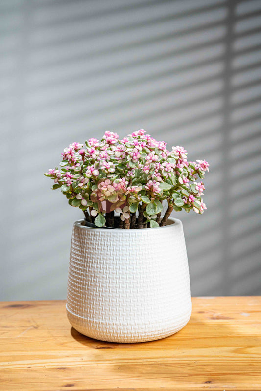 Elephant Bush