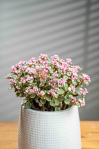 Elephant Bush - BestBloomBuddy