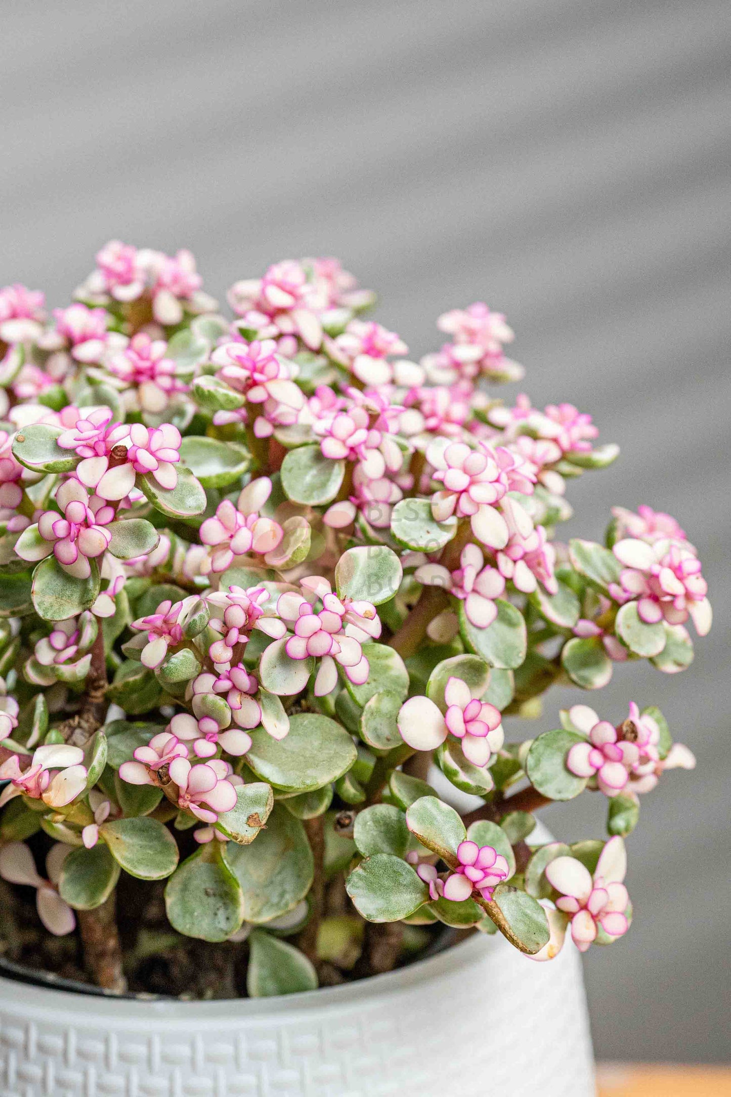 Elephant Bush