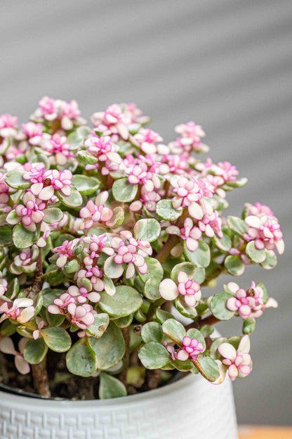Elephant Bush