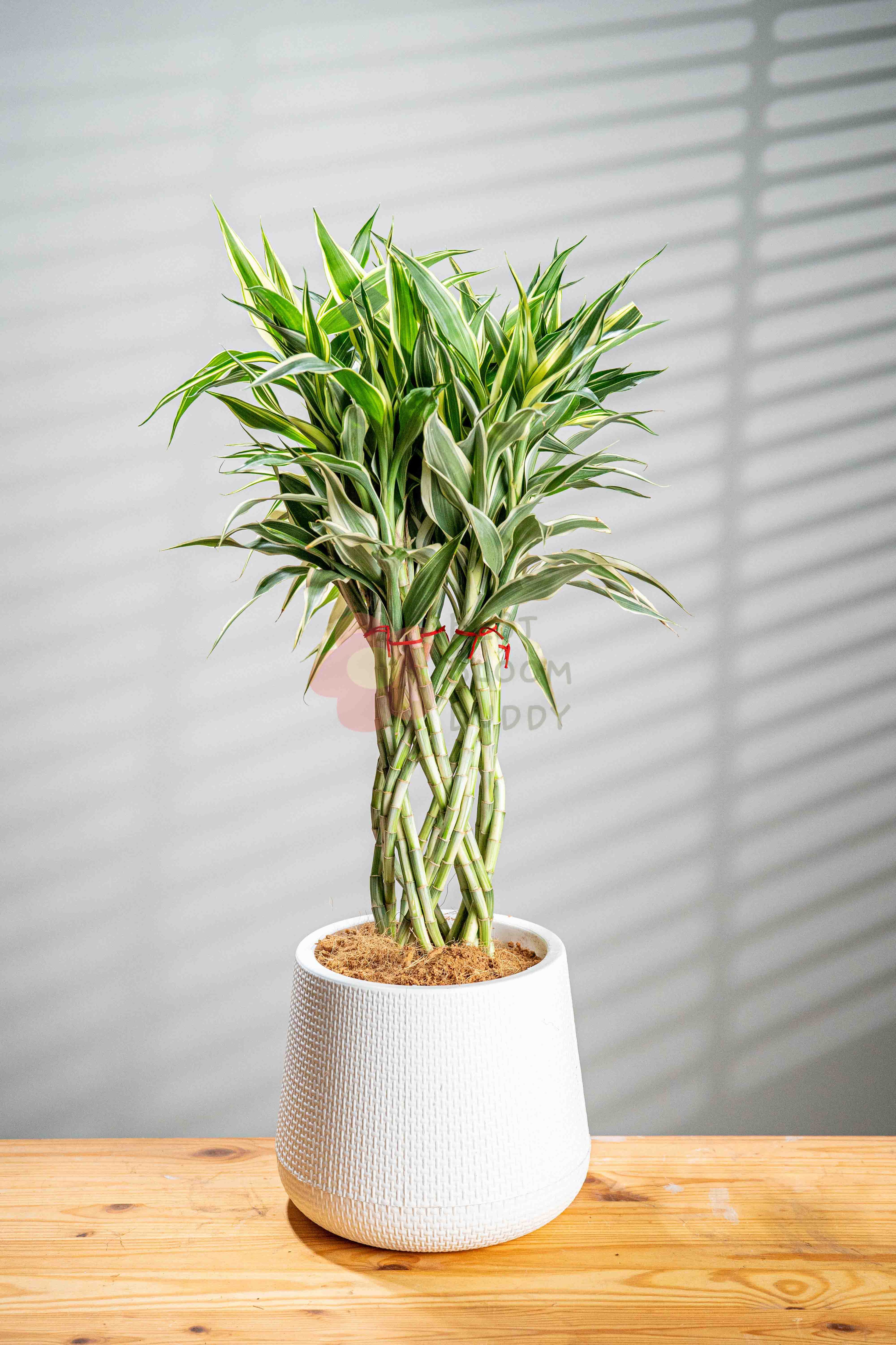 Lucky Bamboo - BestBloomBuddy