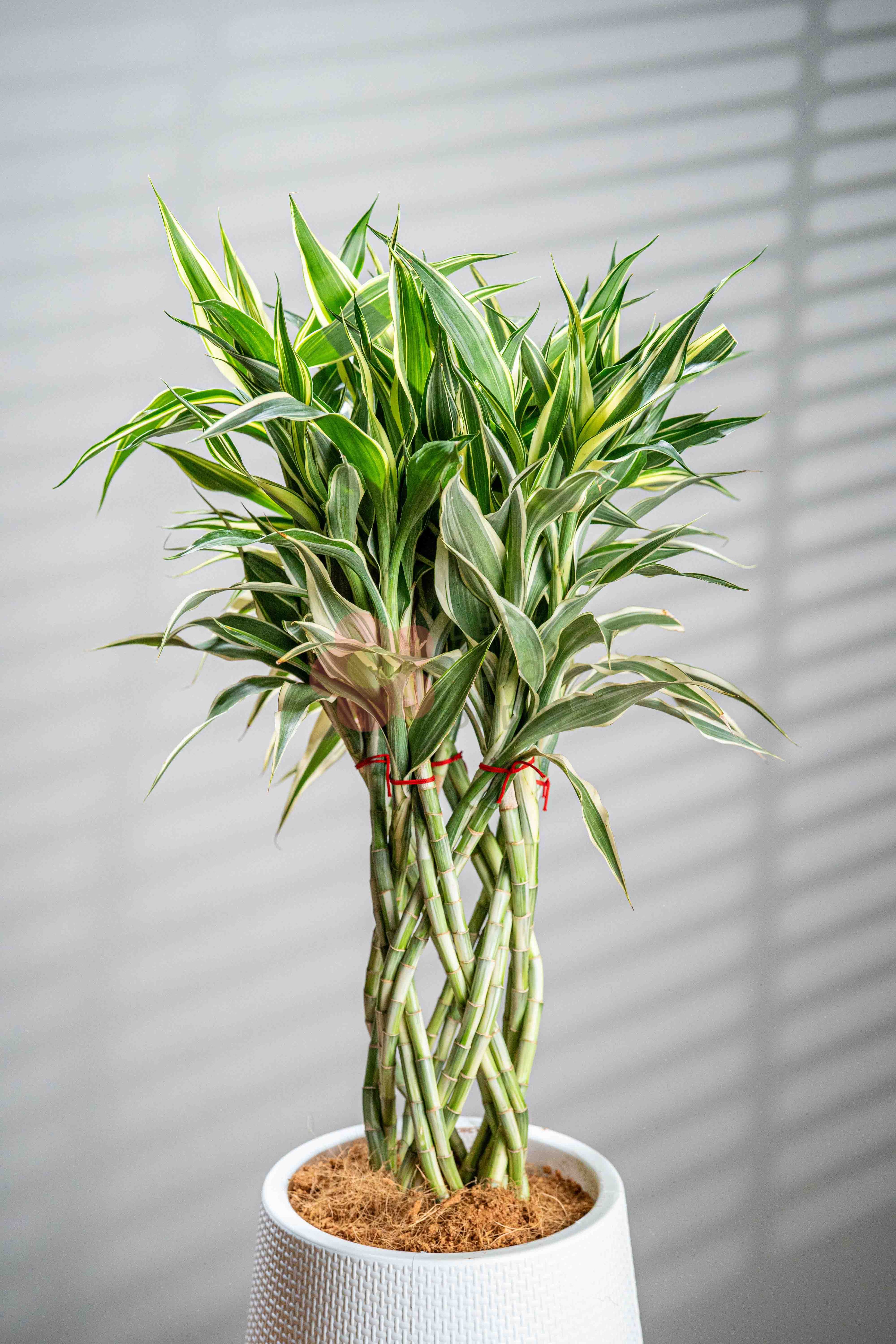 braided lucky bamboo plants Lucky Bamboo