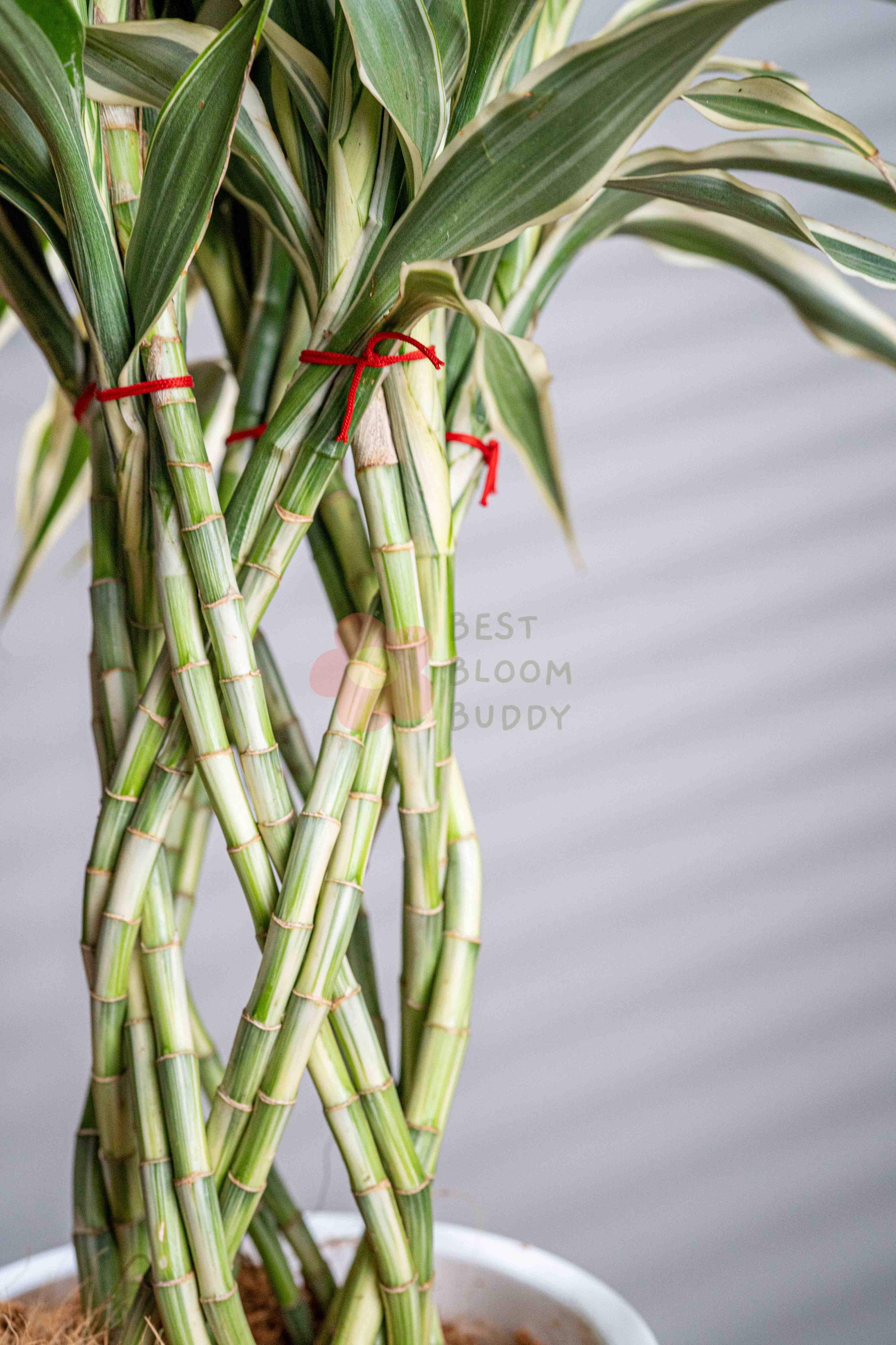 does lucky bamboo bloom Lucky Bamboo