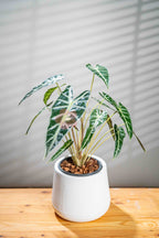Alocasia Amazonica 'Bambino' - BestBloomBuddy