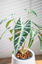 Alocasia Amazonica 'Bambino' - BestBloomBuddy