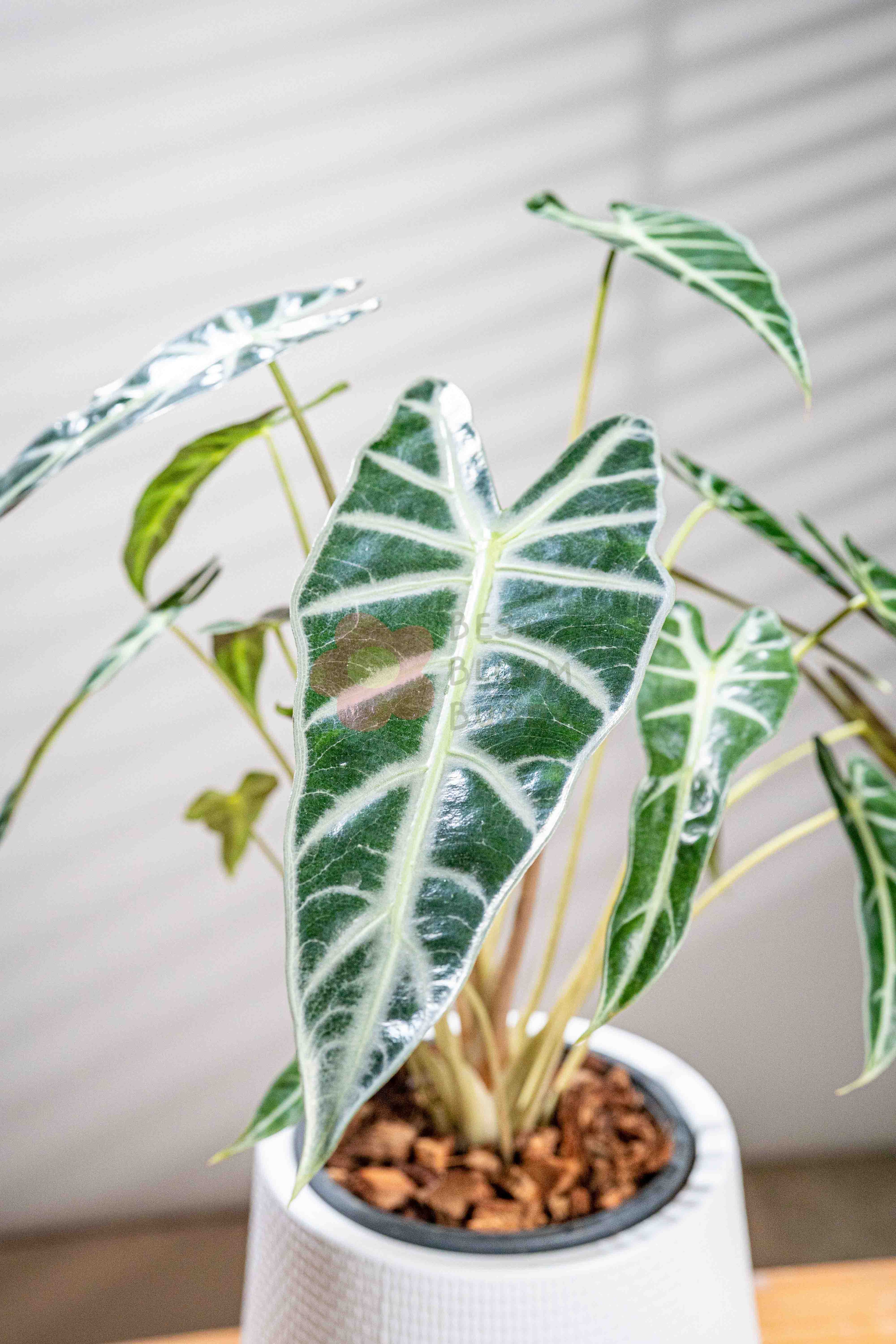 Alocasia Amazonica 'Bambino' - BestBloomBuddy