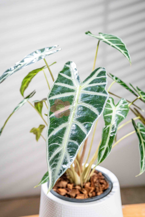 Alocasia Amazonica 'Bambino' - BestBloomBuddy