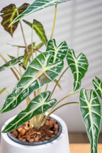 Alocasia Amazonica 'Bambino' - BestBloomBuddy