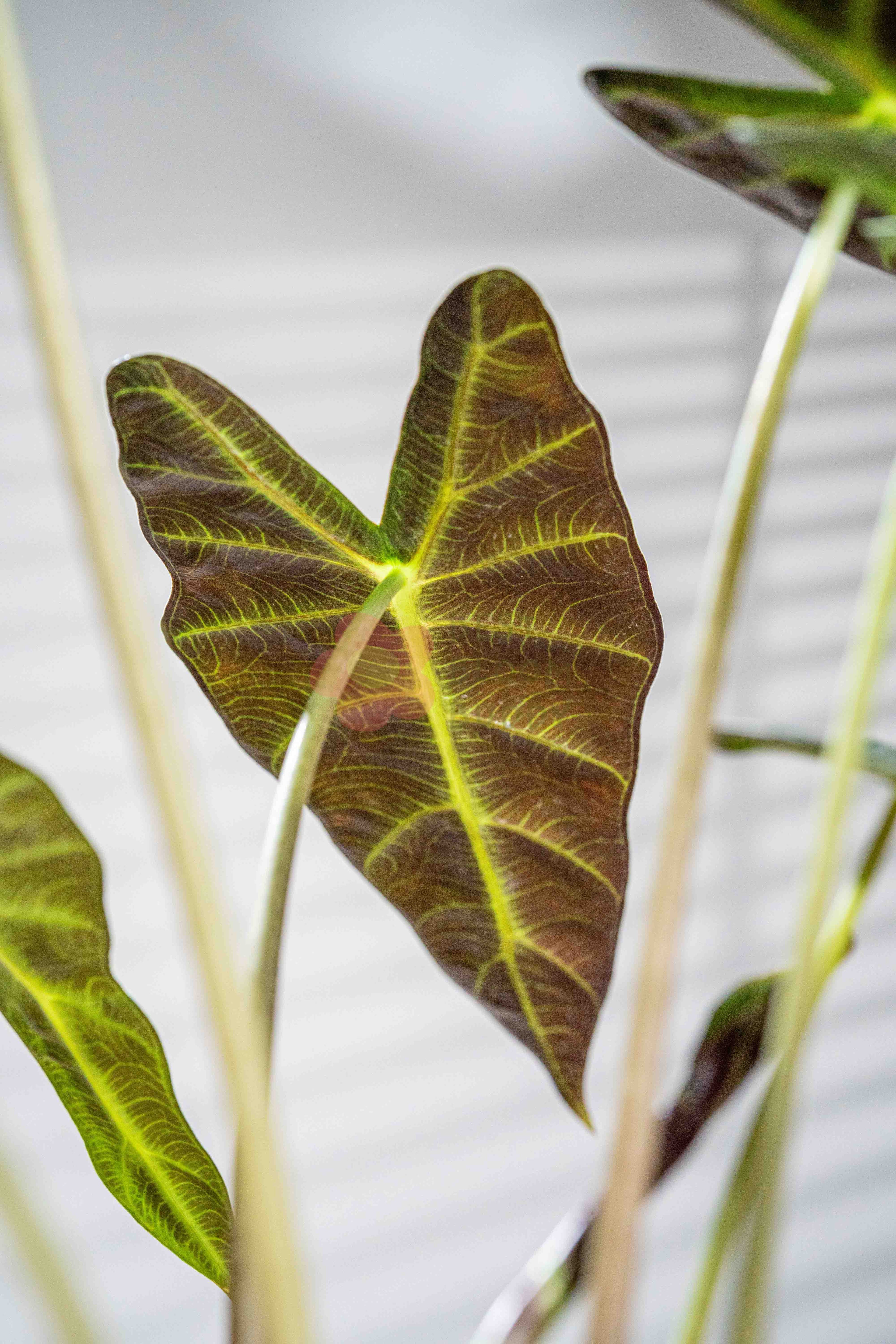Alocasia Amazonica 'Bambino' - BestBloomBuddy