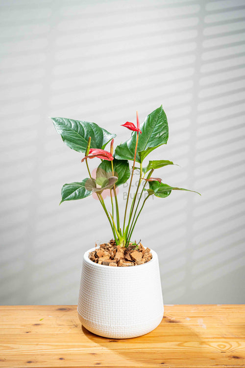Anthurium - BestBloomBuddy