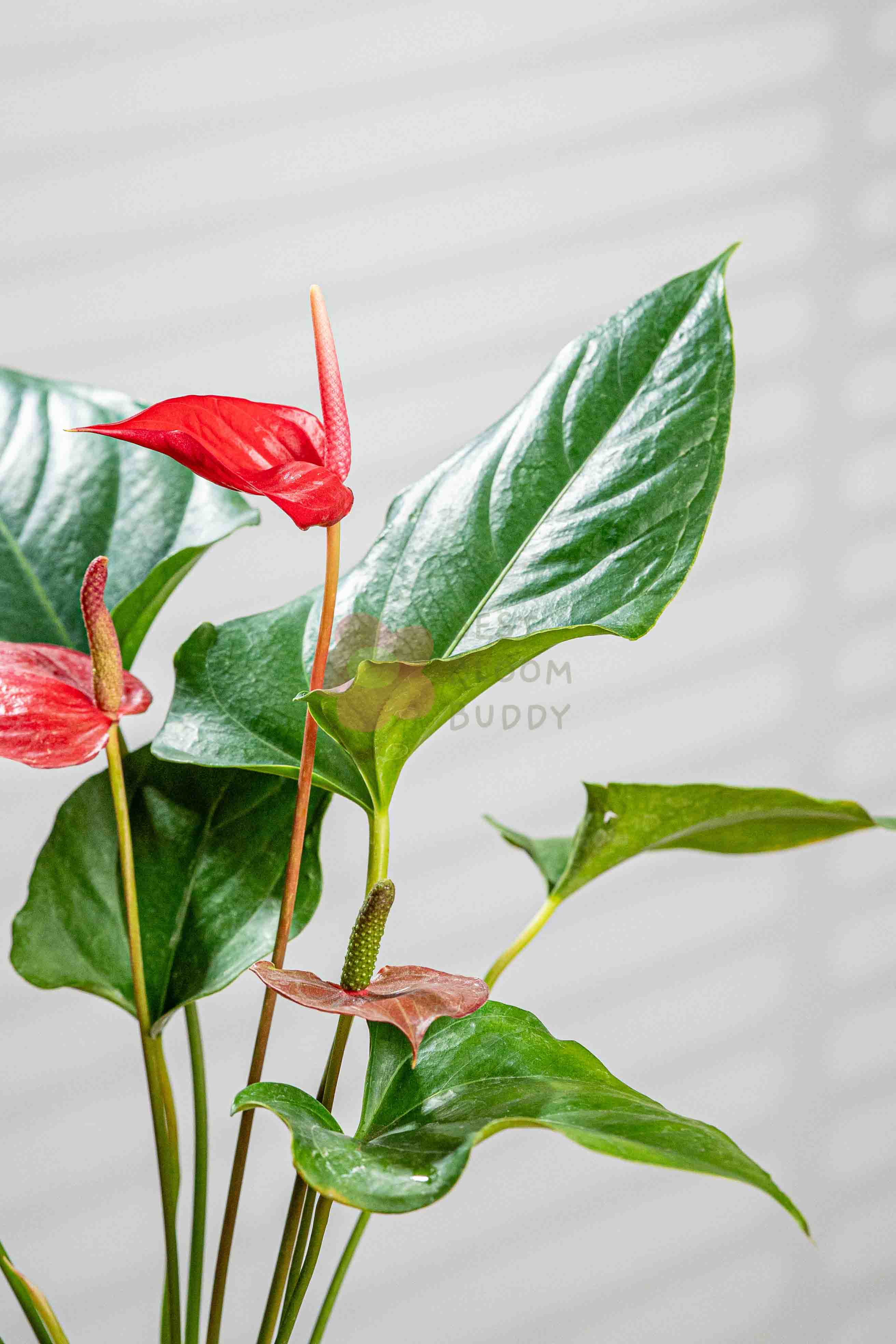 Anthurium - BestBloomBuddy