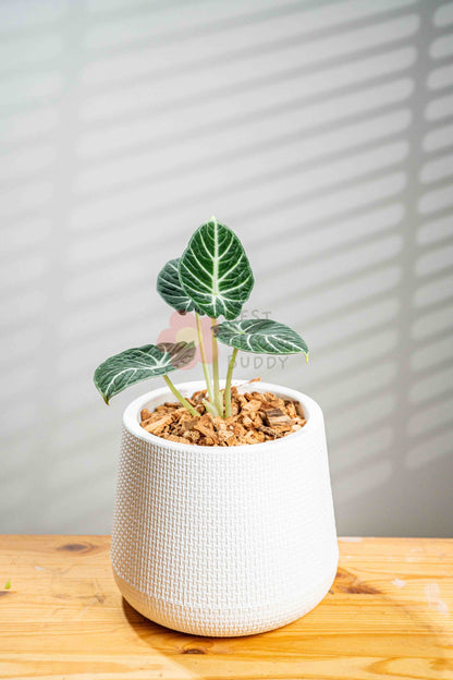 Alocasia Black Velvet Ninja