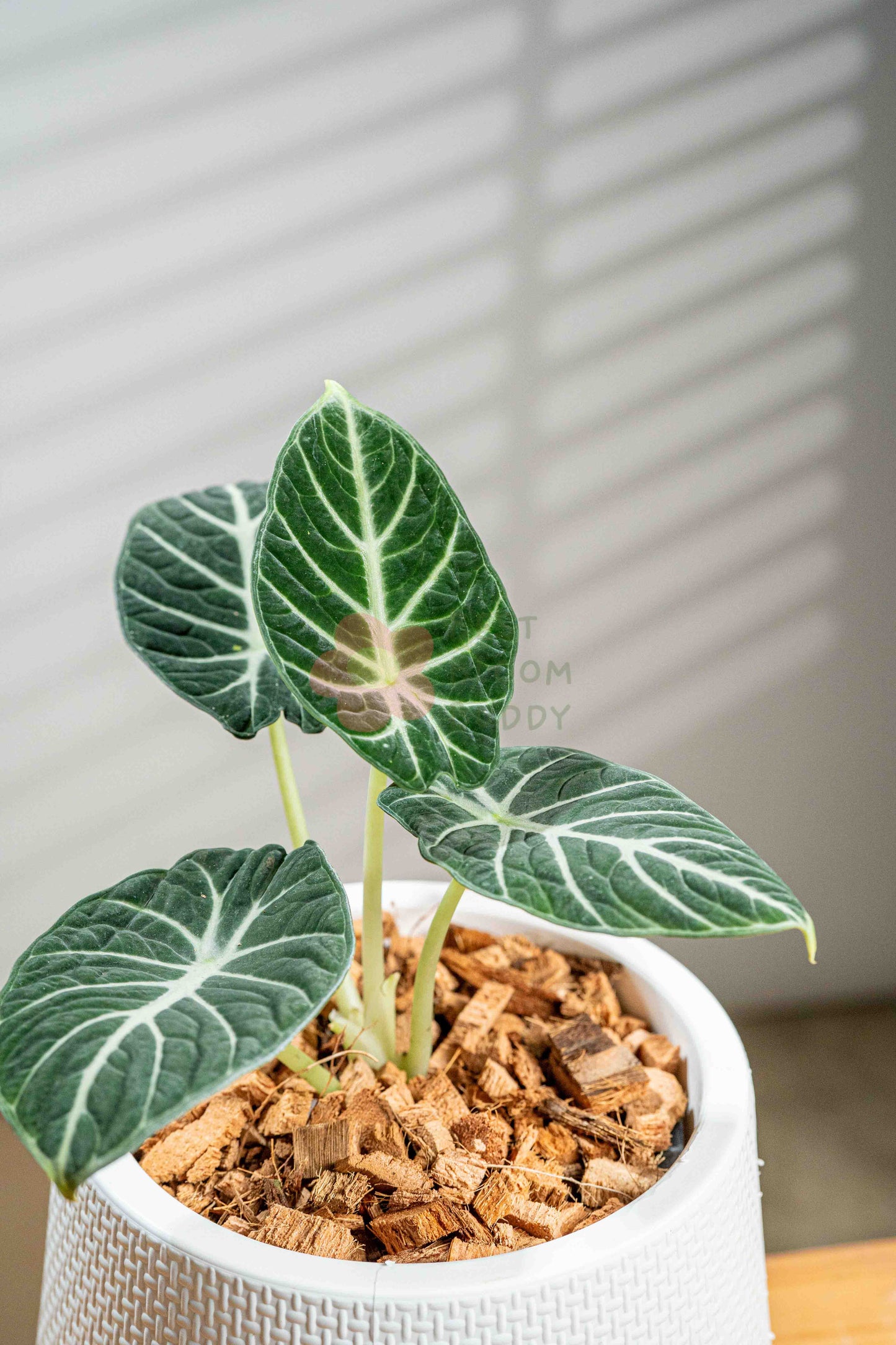 Alocasia Black Velvet Ninja