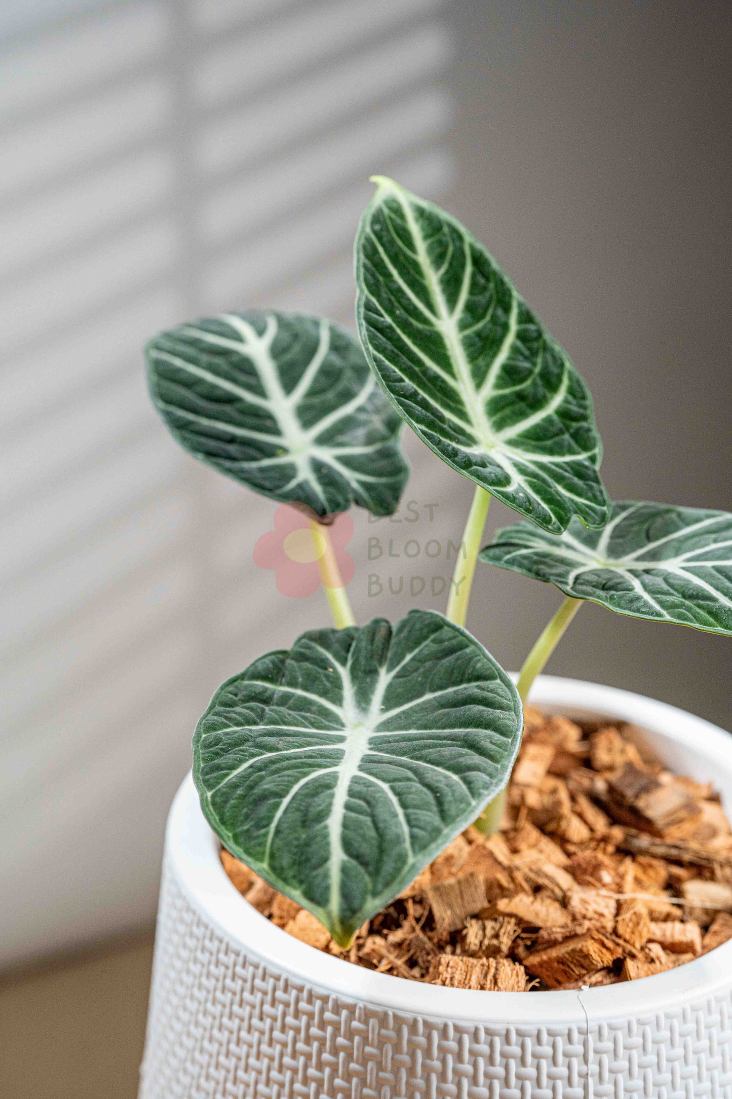 Alocasia Black Velvet Ninja