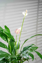 Peace lily - BestBloomBuddy