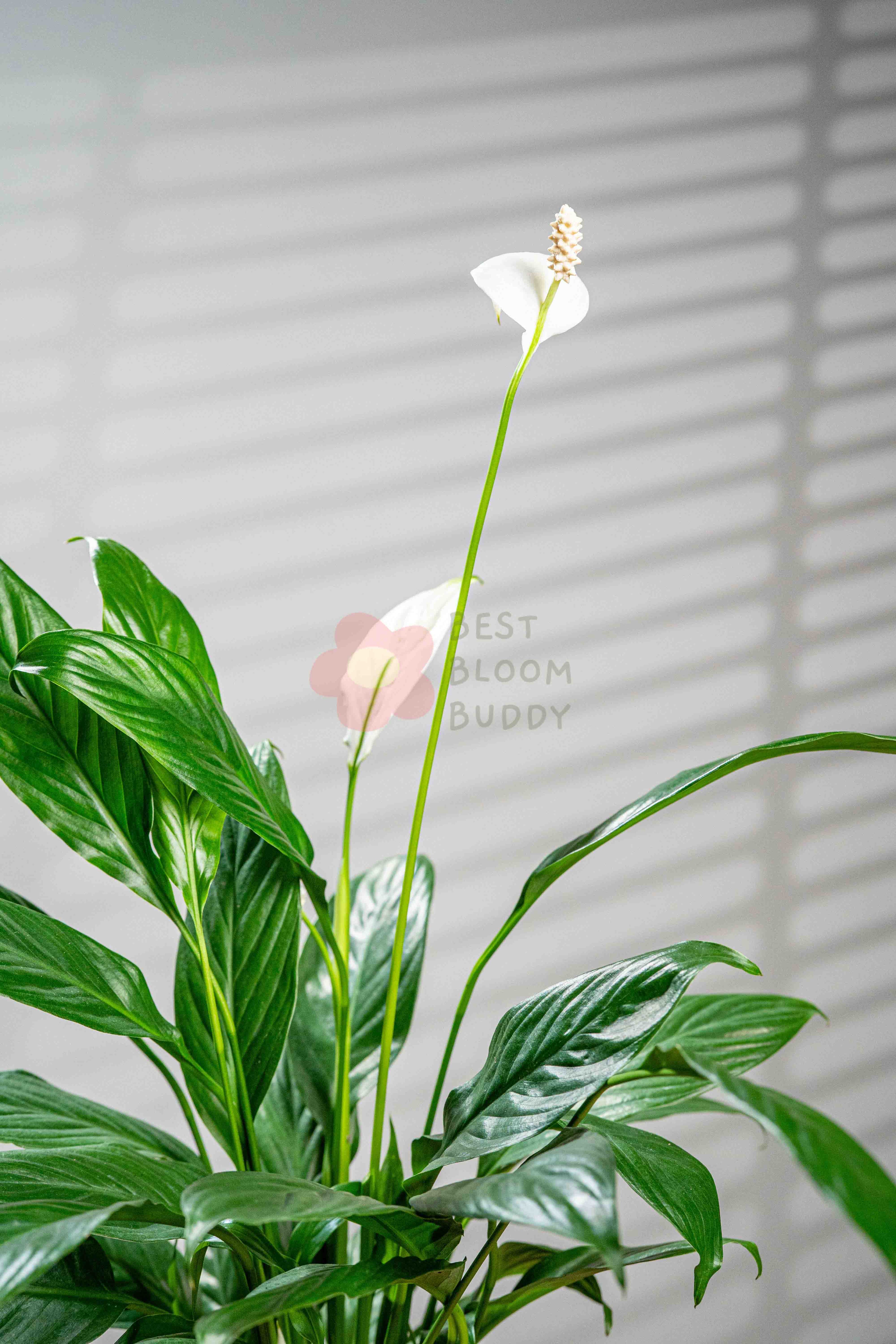 Peace lily - BestBloomBuddy