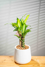 Dracaena - BestBloomBuddy