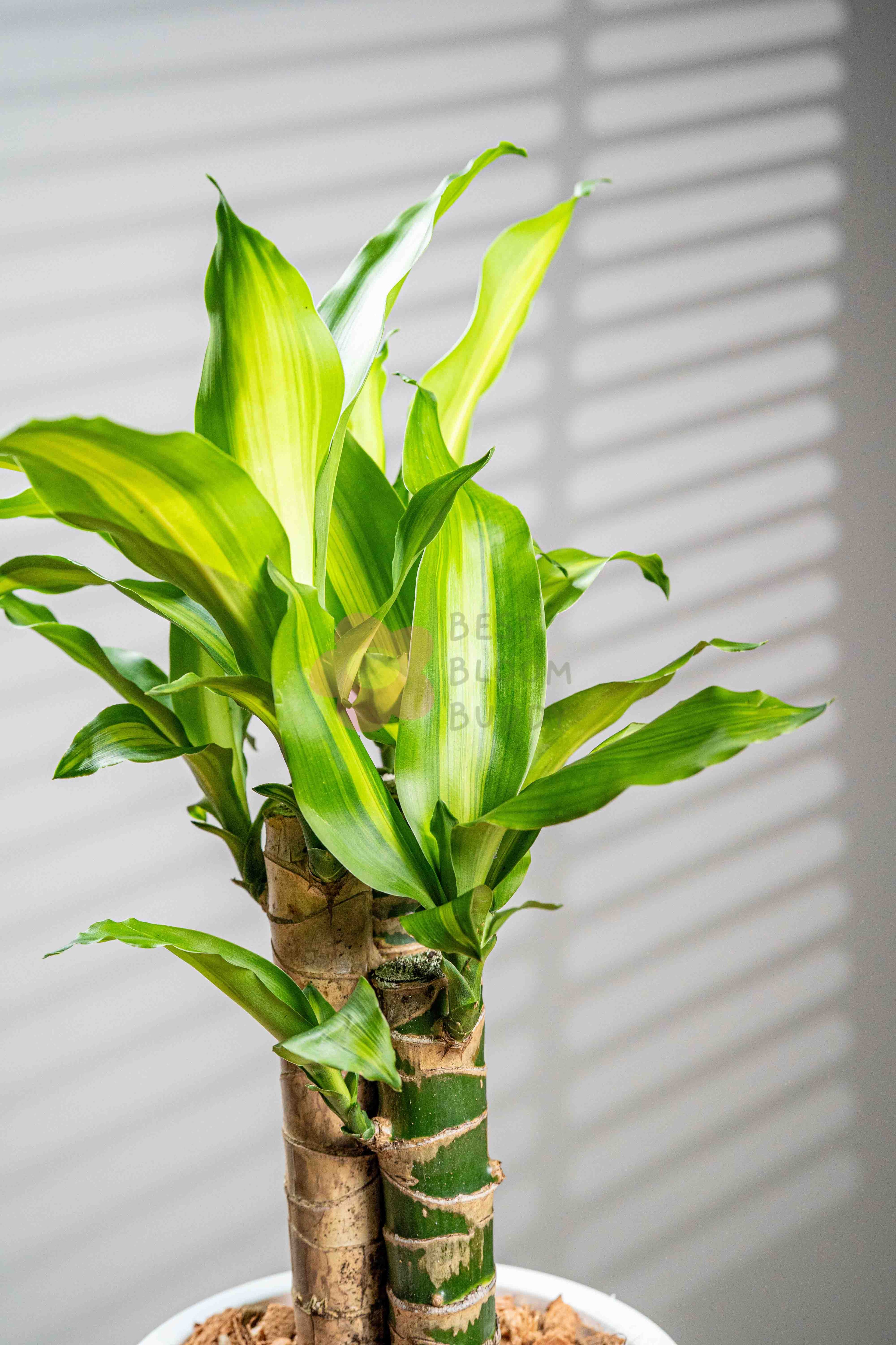 Dracaena - BestBloomBuddy