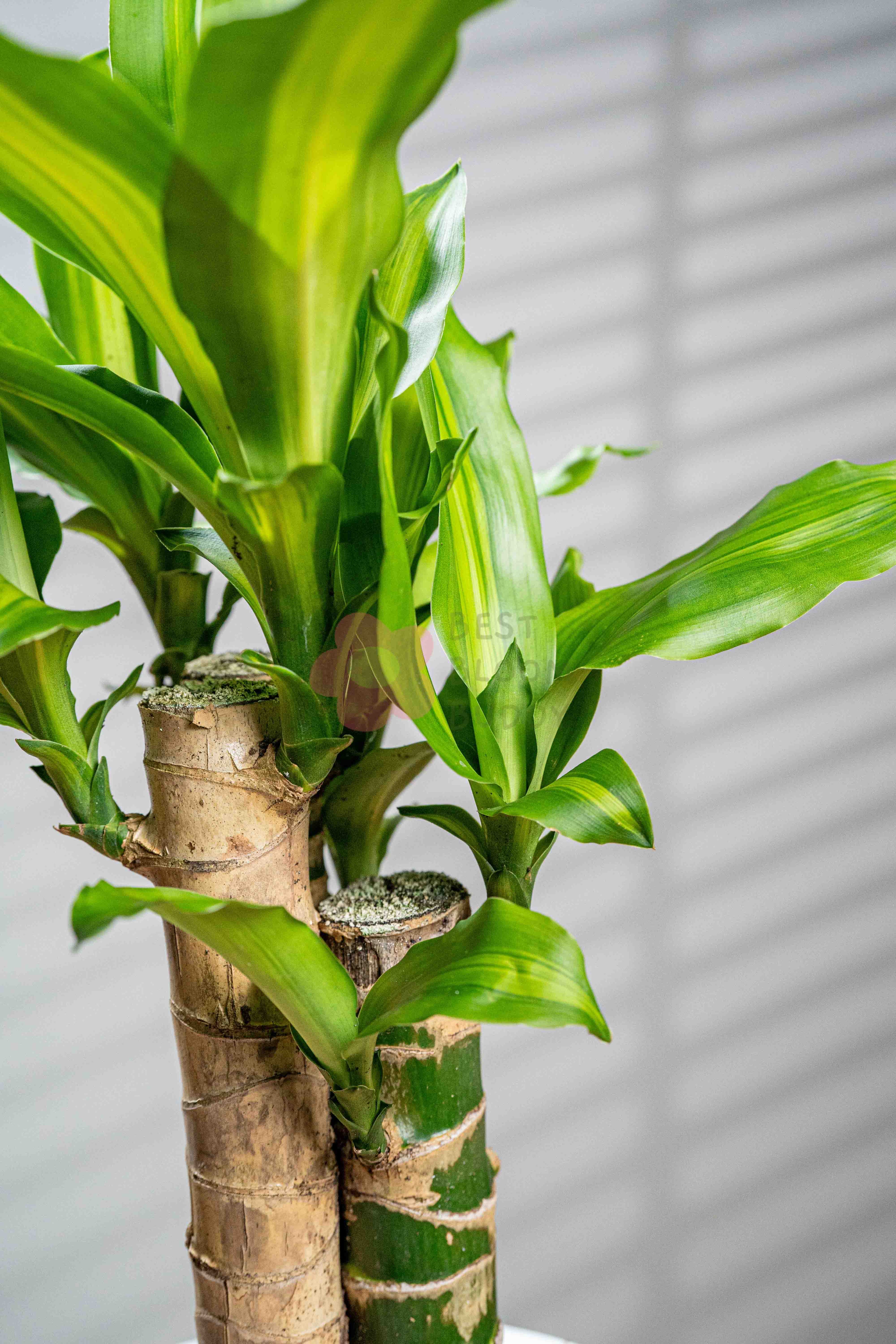 Dracaena - BestBloomBuddy