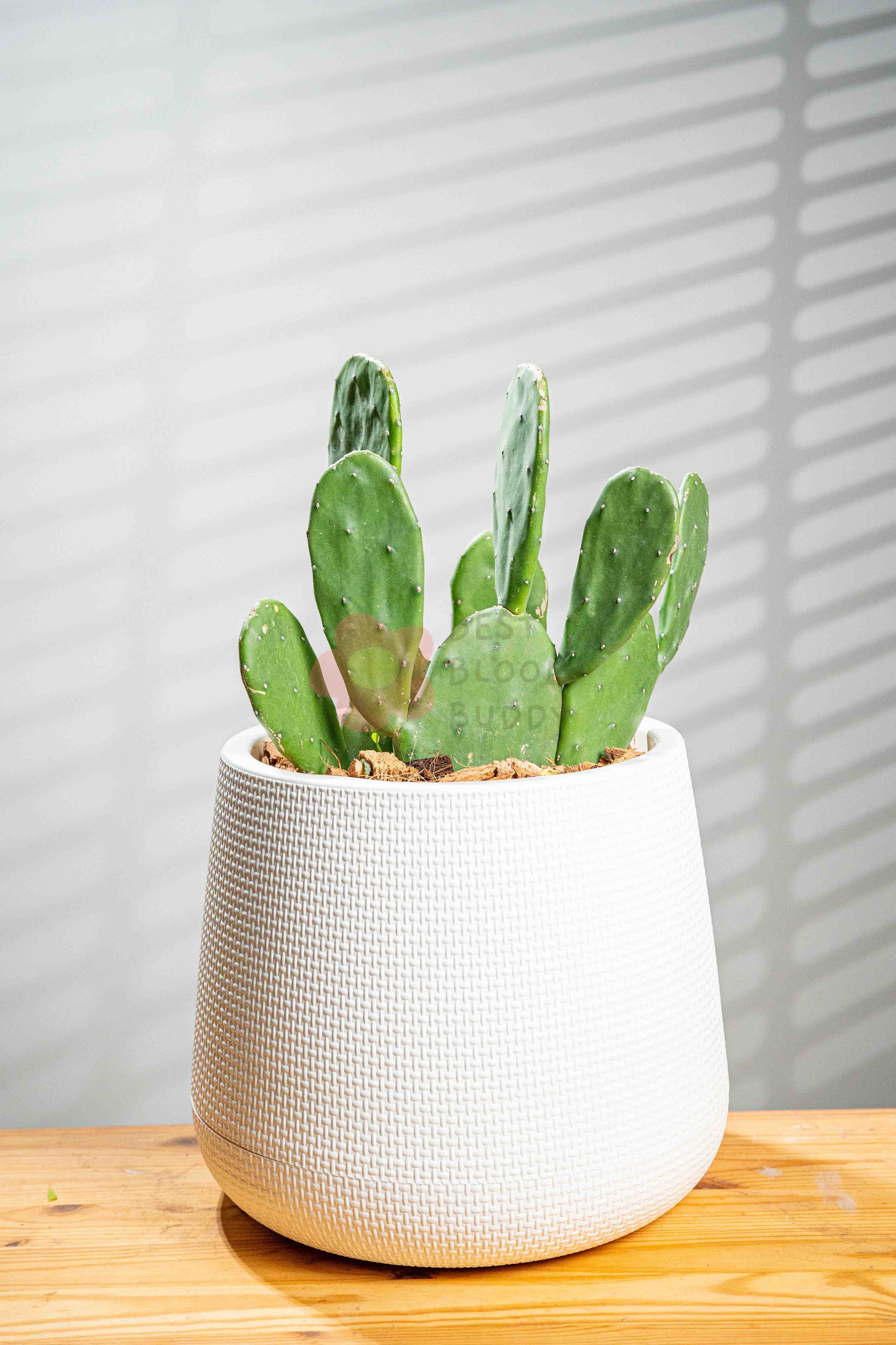 Bunny Ear Cactus - BestBloomBuddy