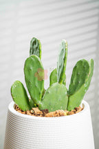 Bunny Ear Cactus - BestBloomBuddy