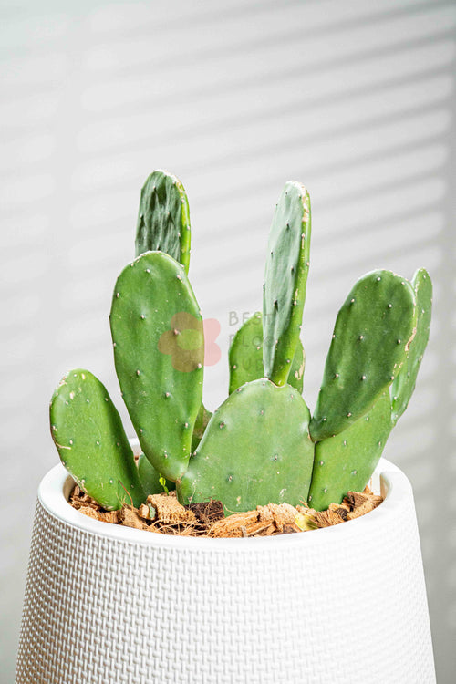 Bunny Ear Cactus - BestBloomBuddy