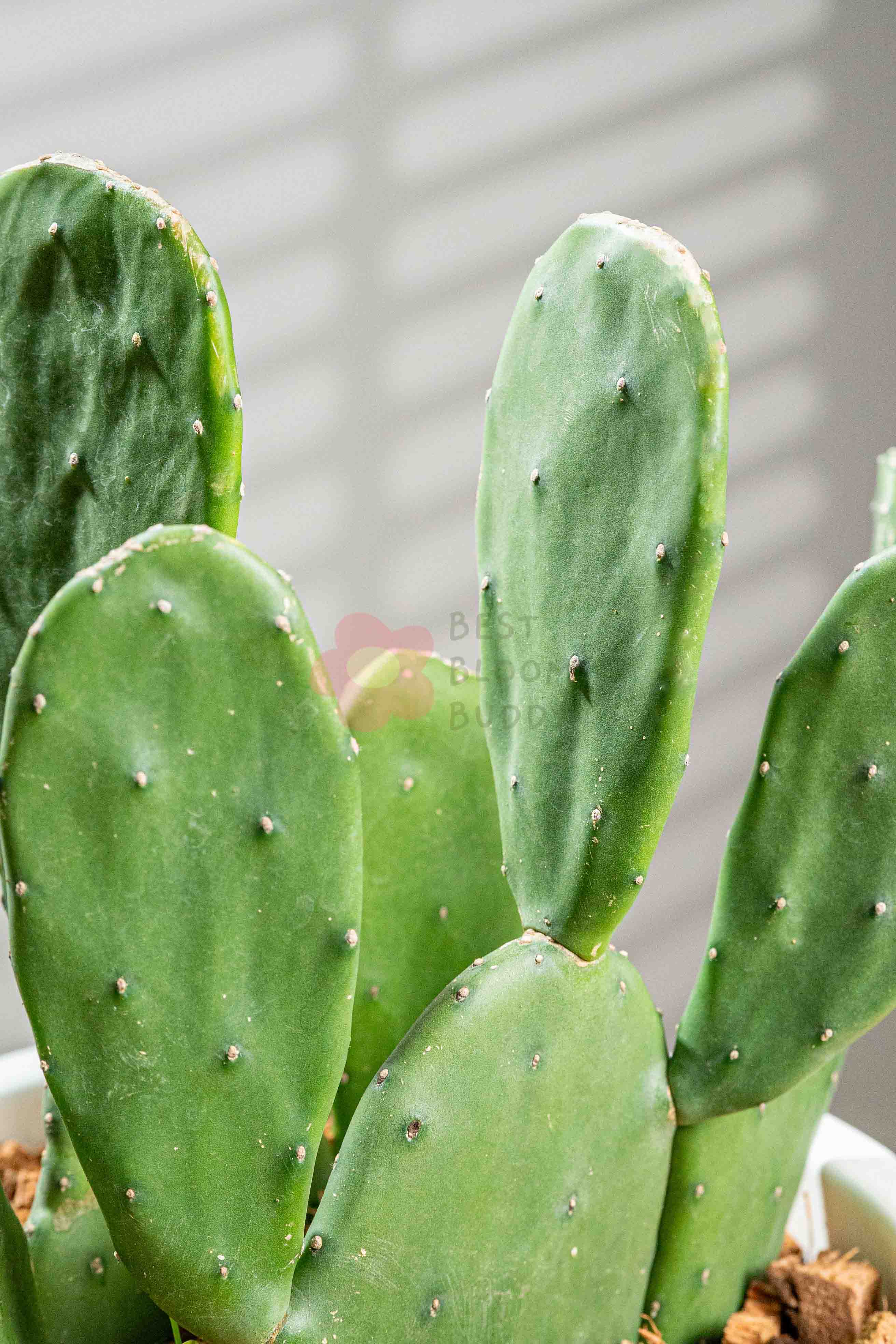 bunny ear cactus vs prickly pear Bunny Ear Cactus