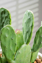 Bunny Ear Cactus - BestBloomBuddy