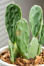 Bunny Ear Cactus - BestBloomBuddy