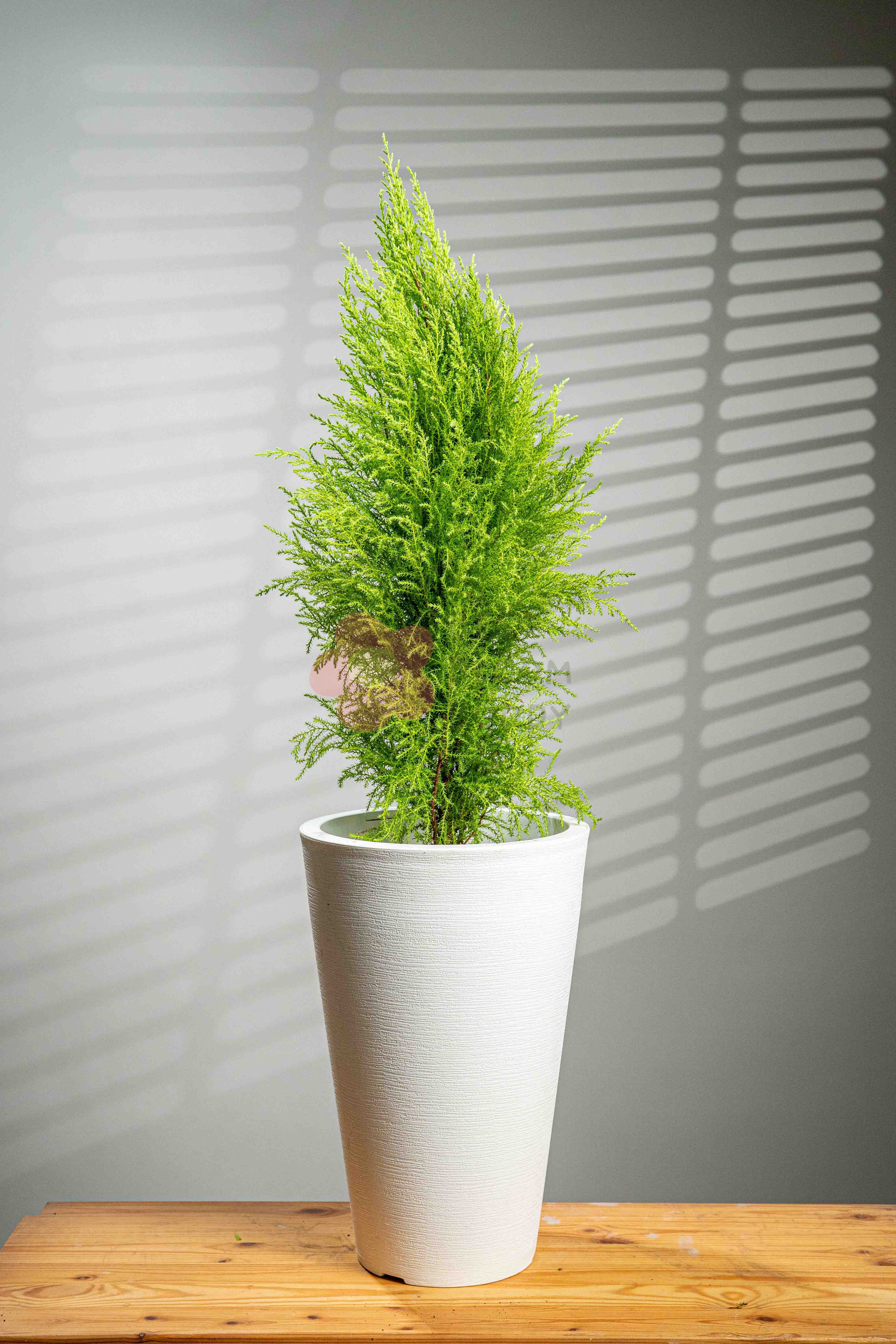 Lemon Cypress - BestBloomBuddy
